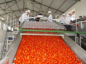 官宣 內蒙古日報 頭版頭條關注 天賦河套